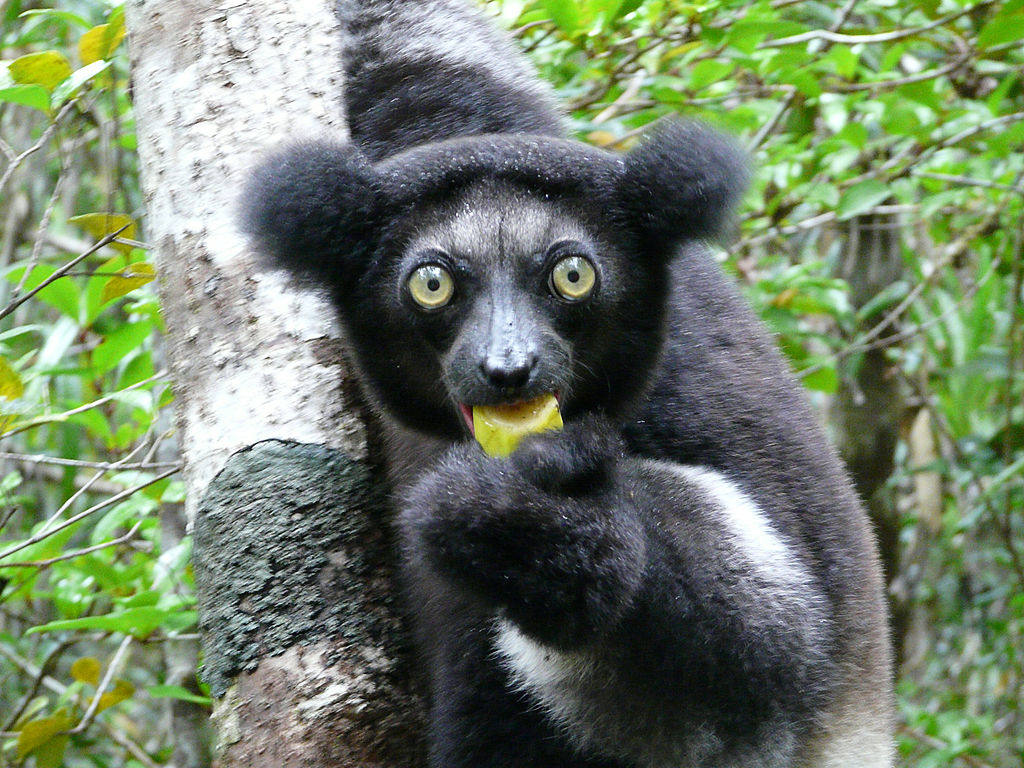 You Won�t Find These Animals Anywhere Else In The World