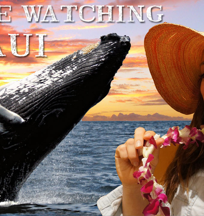 Whale Watching on Maui, Hawaii