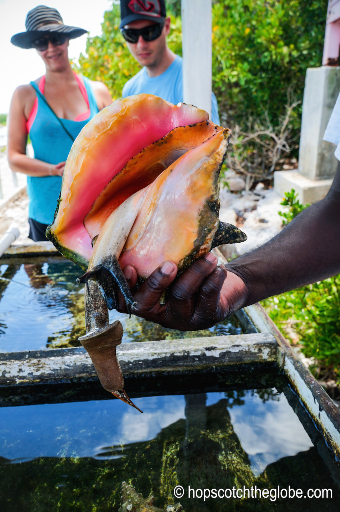 Caicos Conch Farm