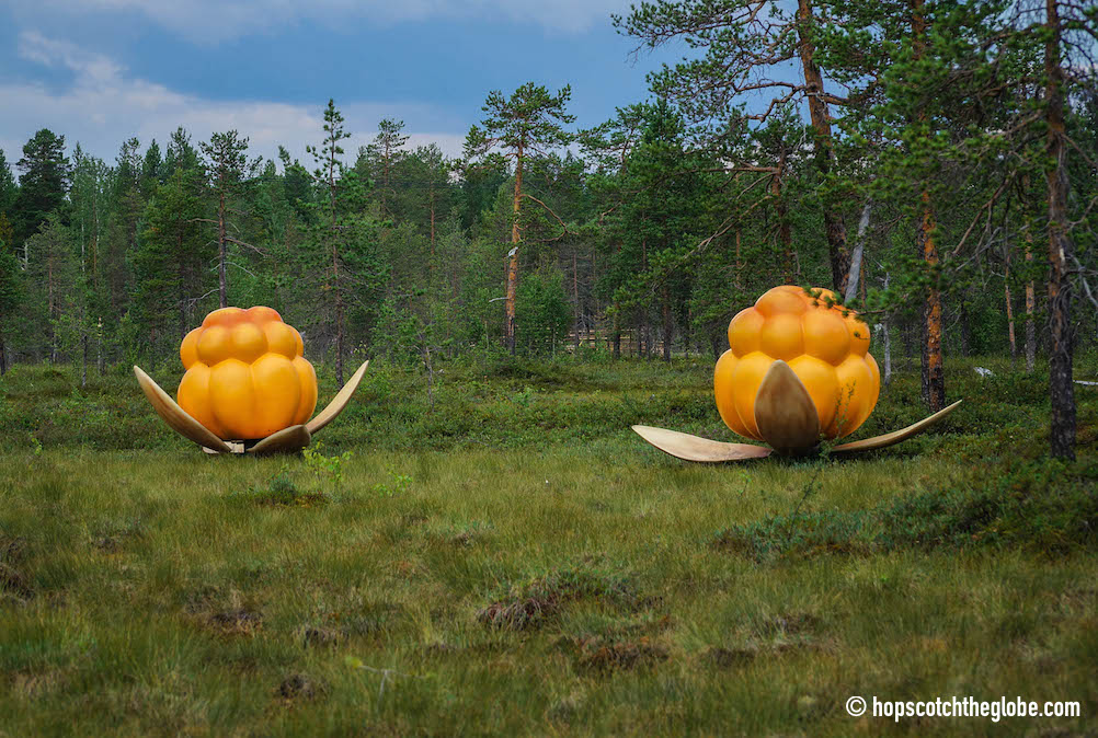 Cloud Berry Field in Kemijärvi, Finland