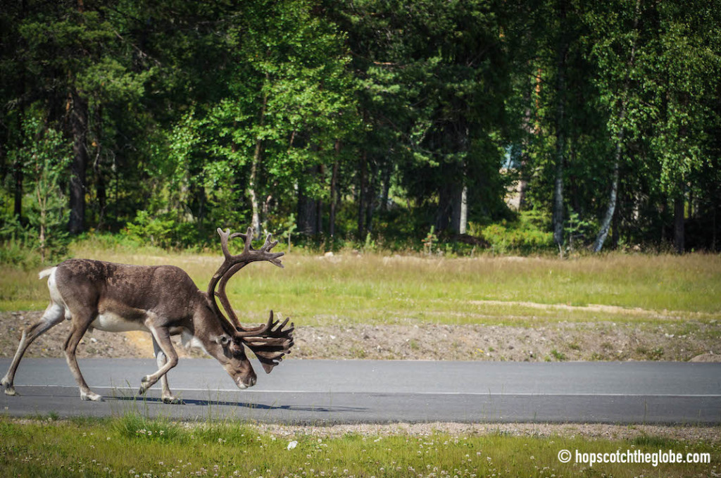 Reindeer in Lapland