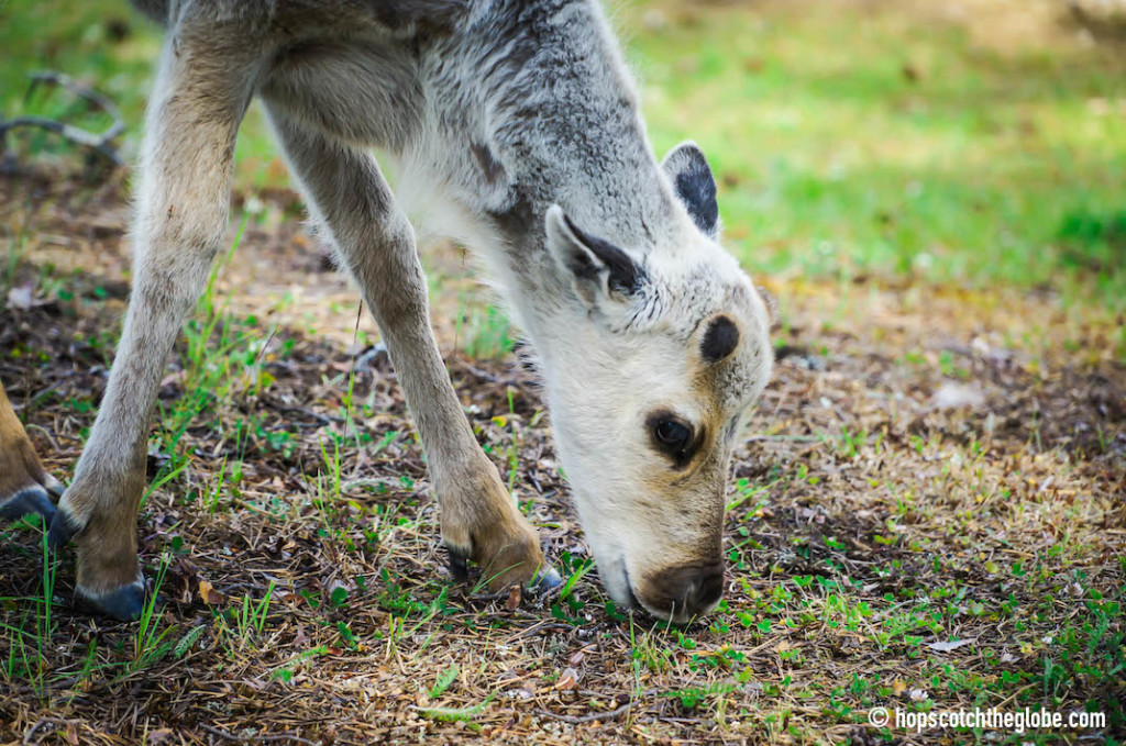 Baby Reindeer in Salla, Finland