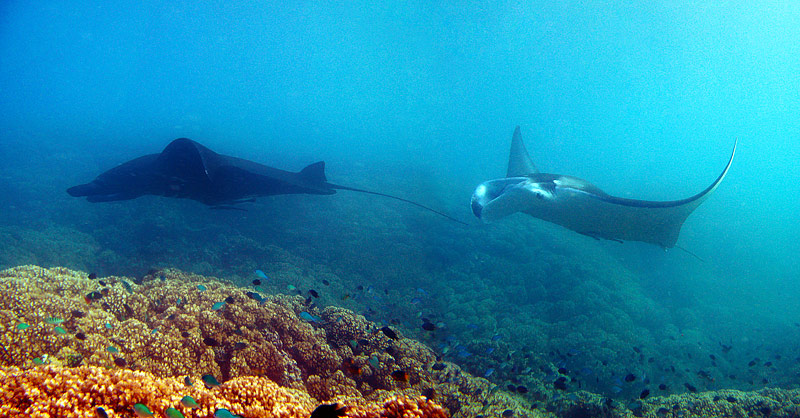 manta rays Fiji