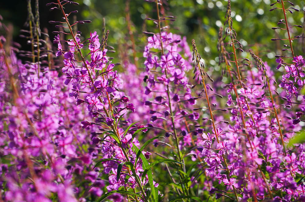 Lapland Flowers