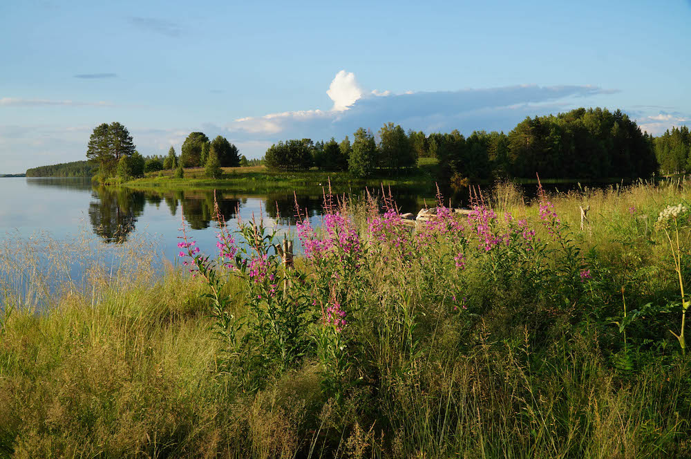 Lapland Landscape