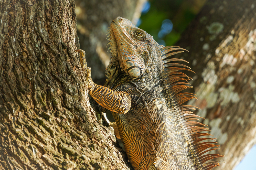 Iguana Climbing a Tree in Panama