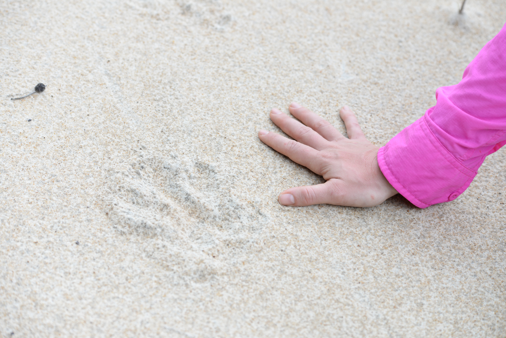 Jaguar Paw Print