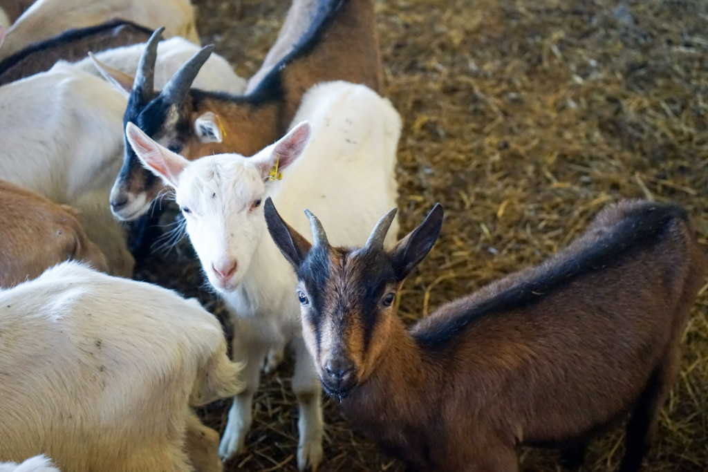 Goat Cheese Farm France_2