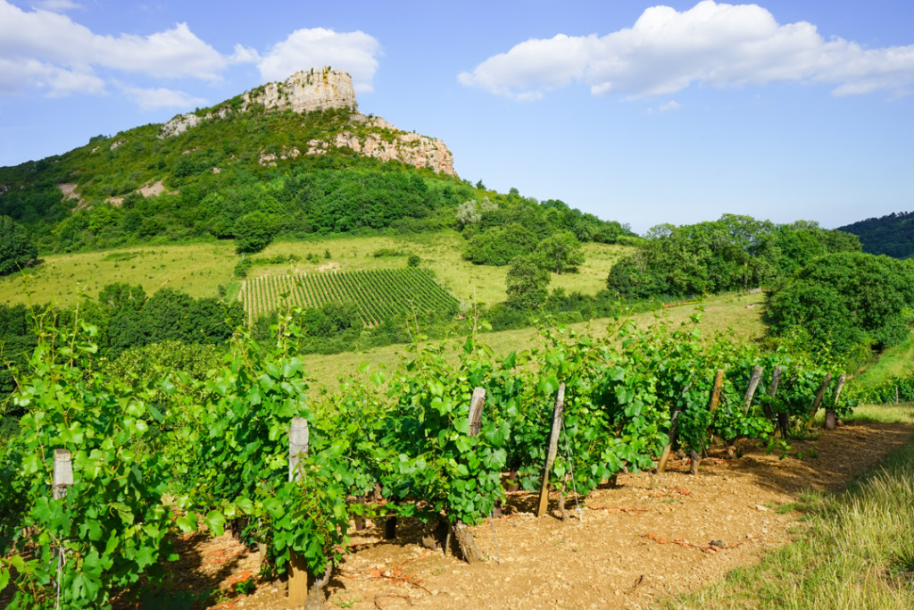 Vineyards of Burgundy