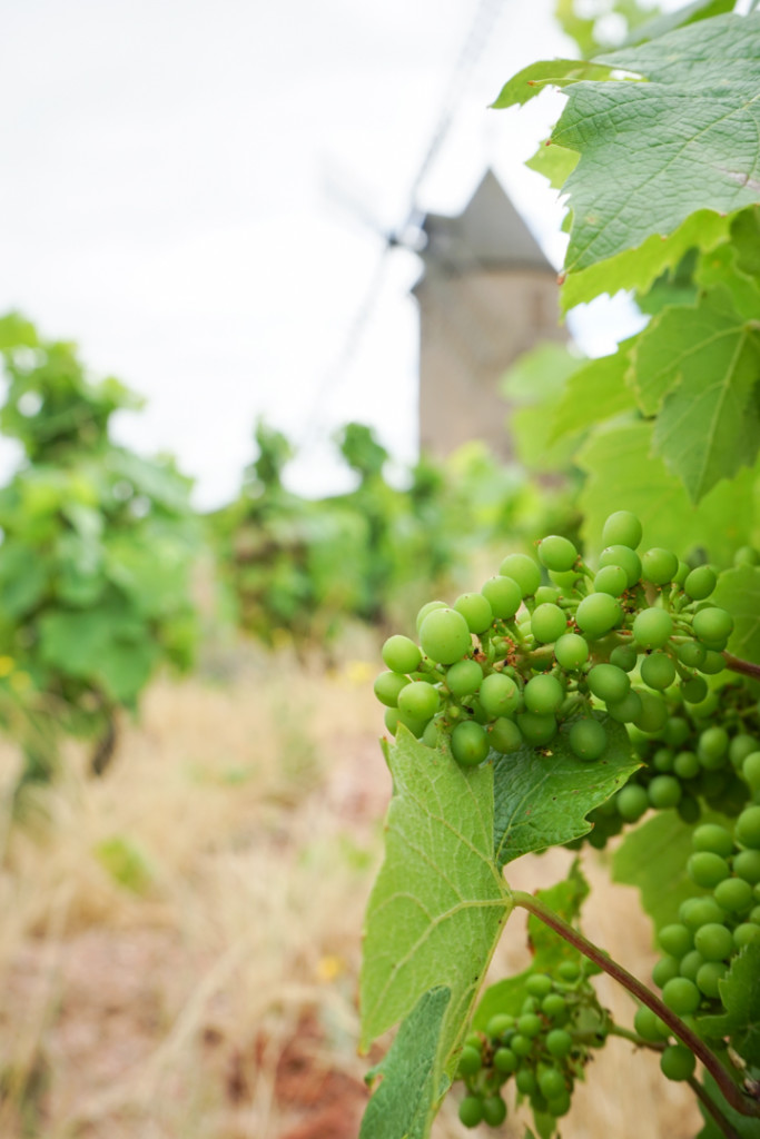 Vineyards of Burgundy_3