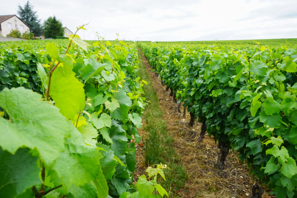 Vineyards of Burgundy