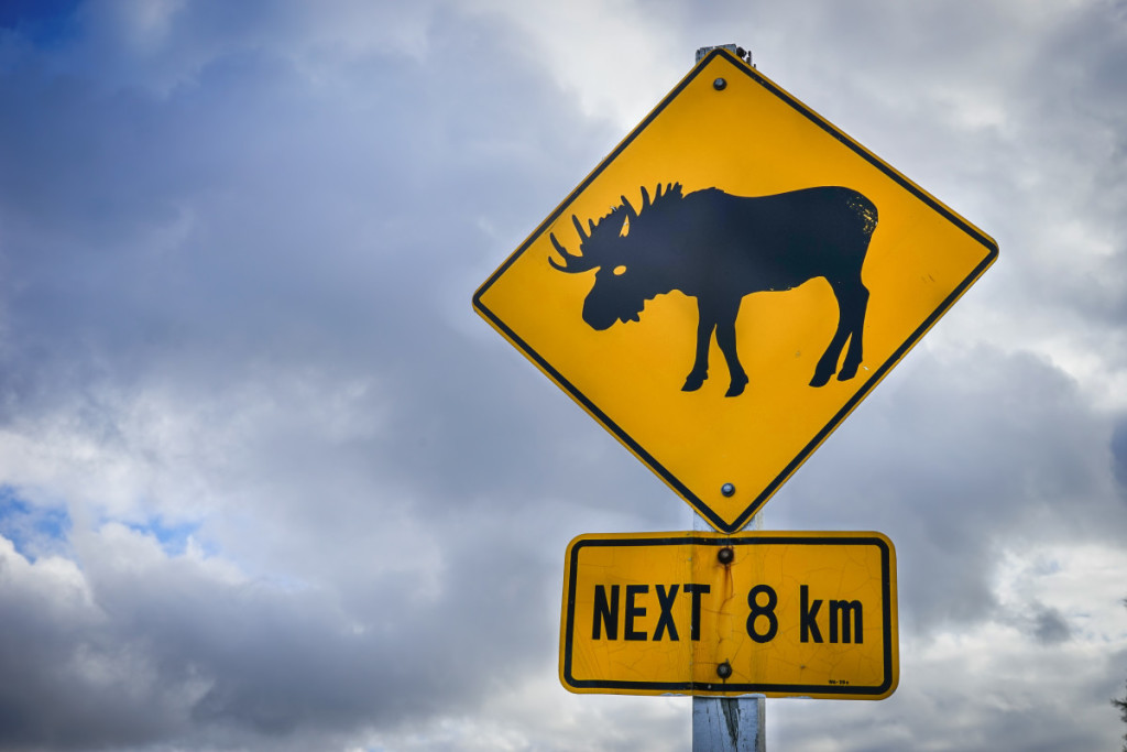 Moose Crossing Newfoundland