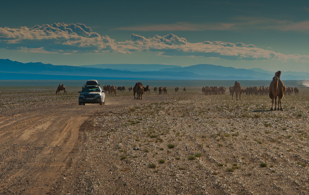 mongol-rally-camels-car-mongolia