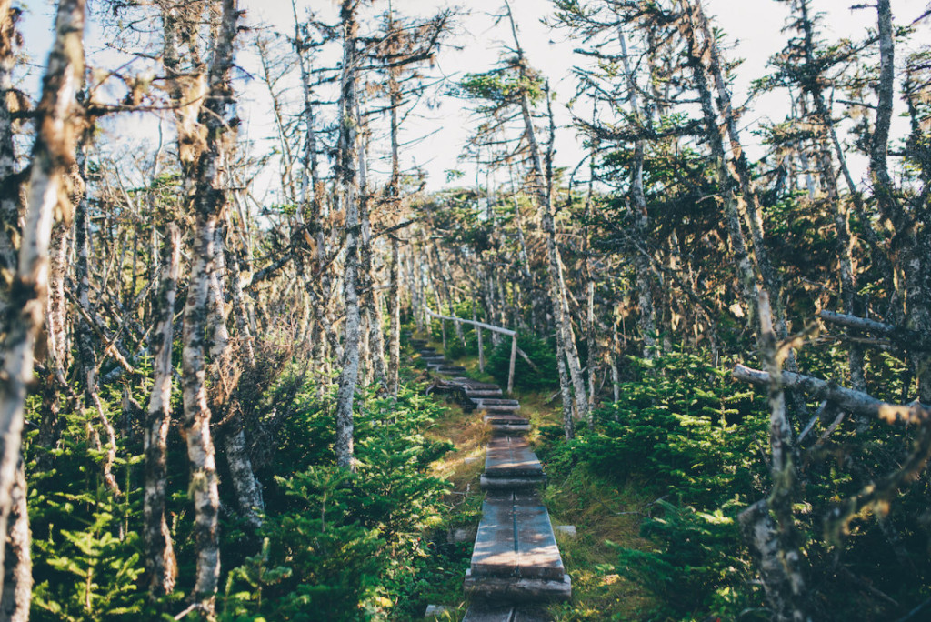 Sherwink Trail, Newfoundland_2