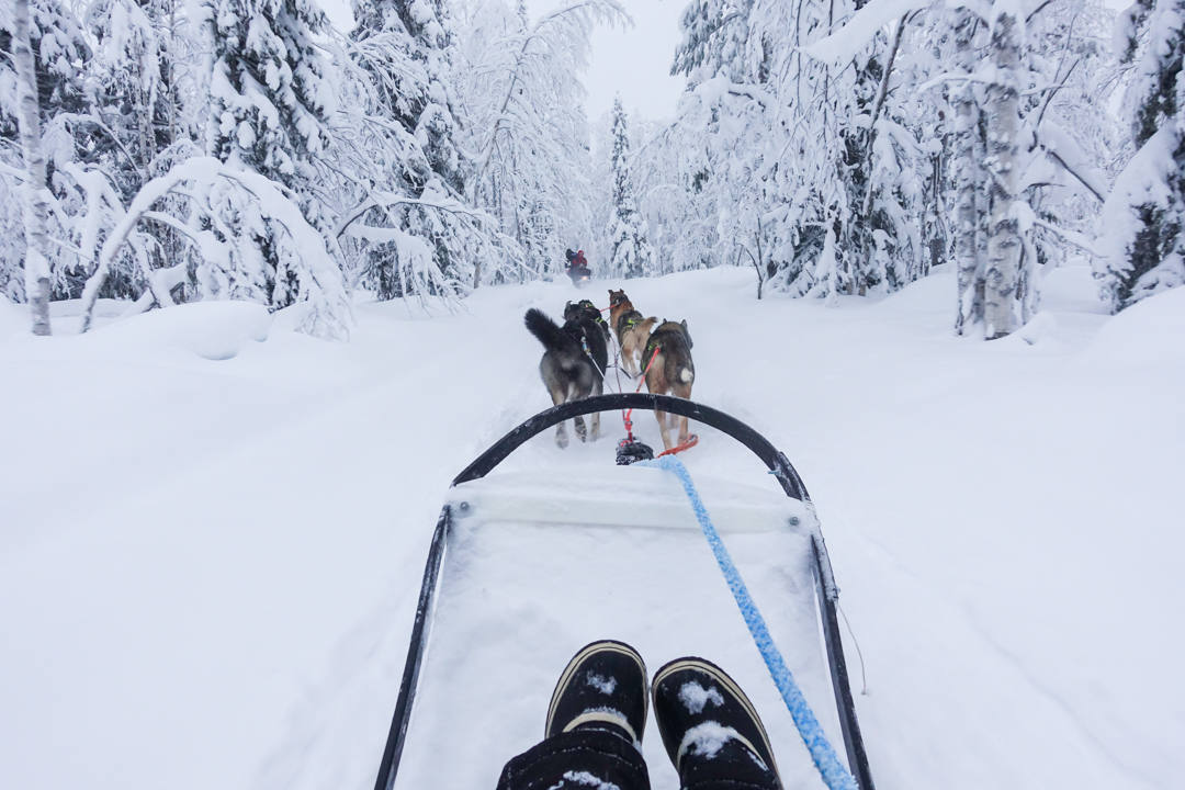 Dog Sledding Finland