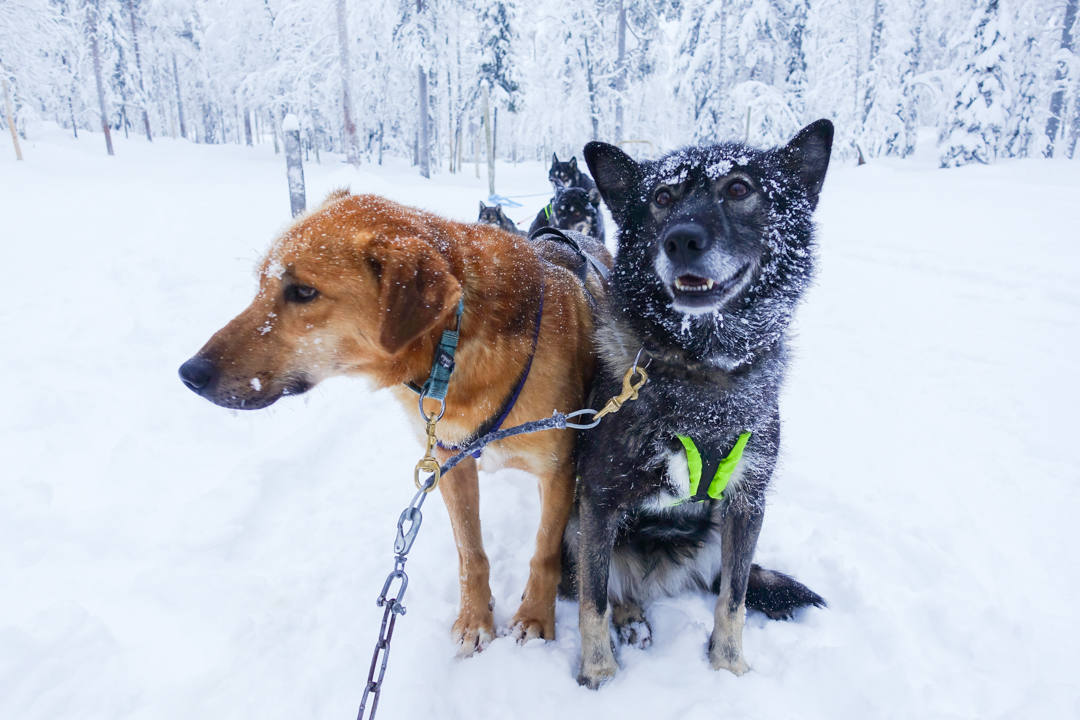 Dog Sledding Finland_2