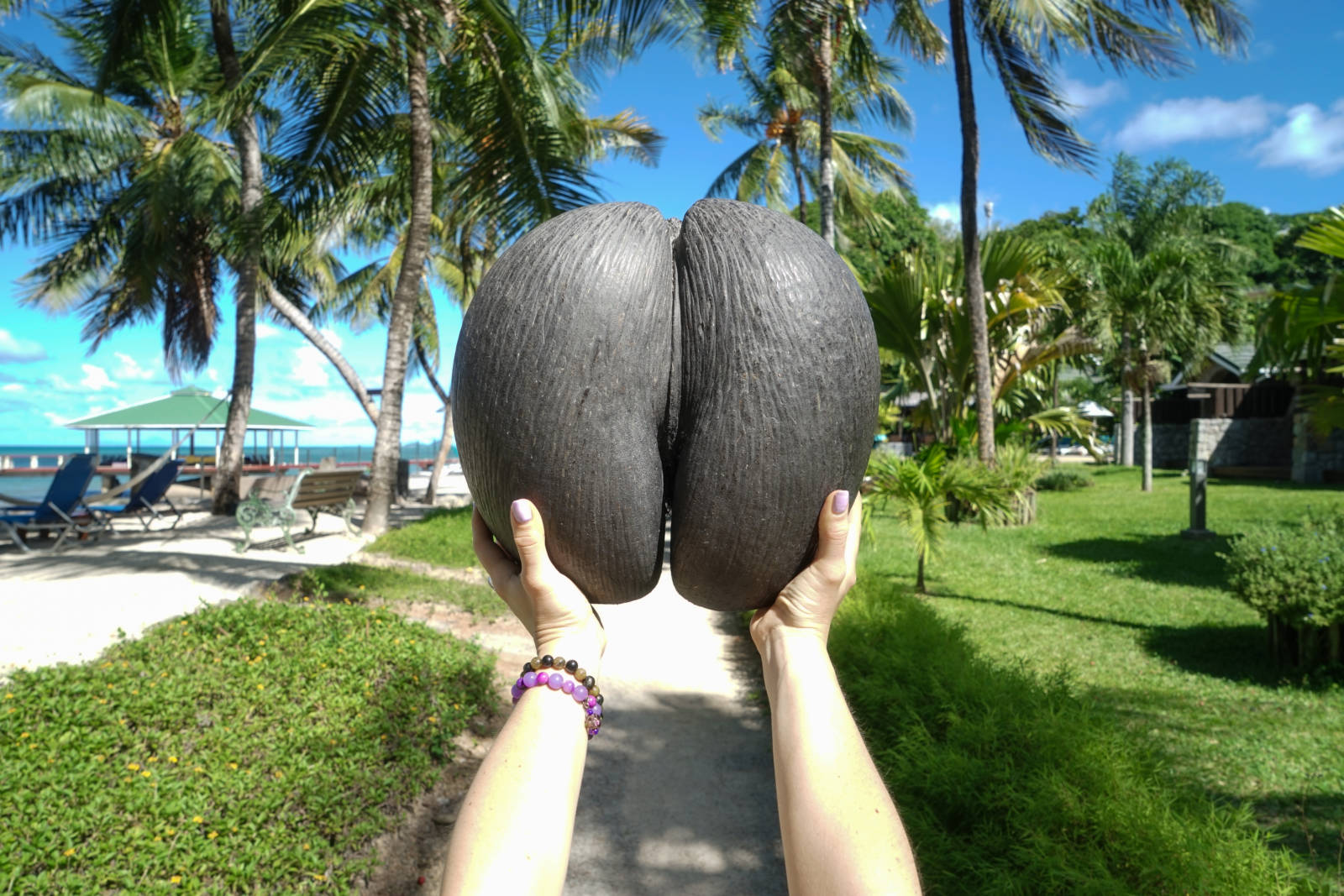 Coco de Mer Seychelles_2