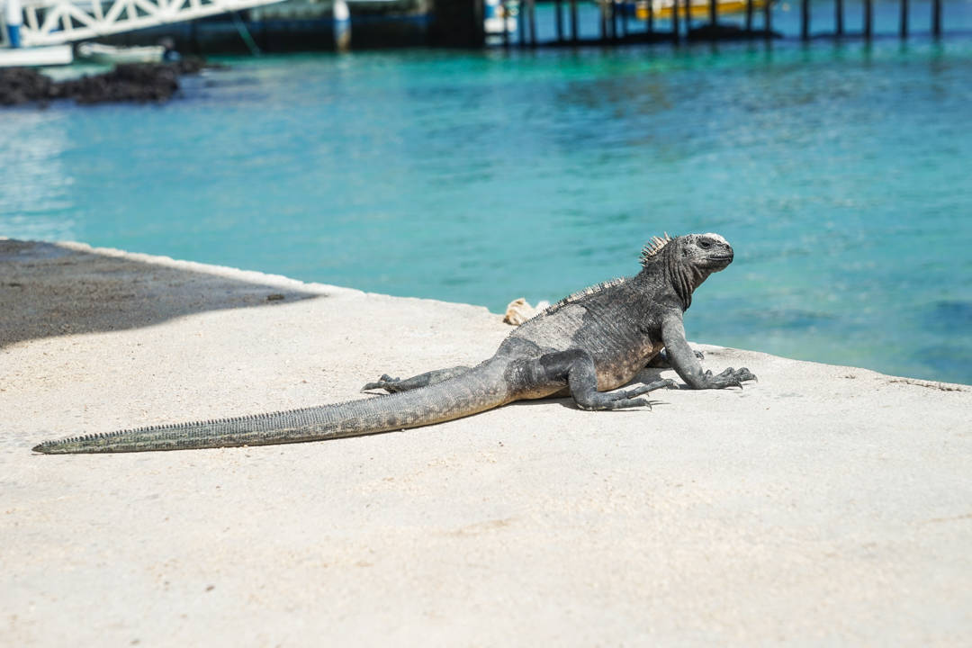 Marine Iguana Galapagos