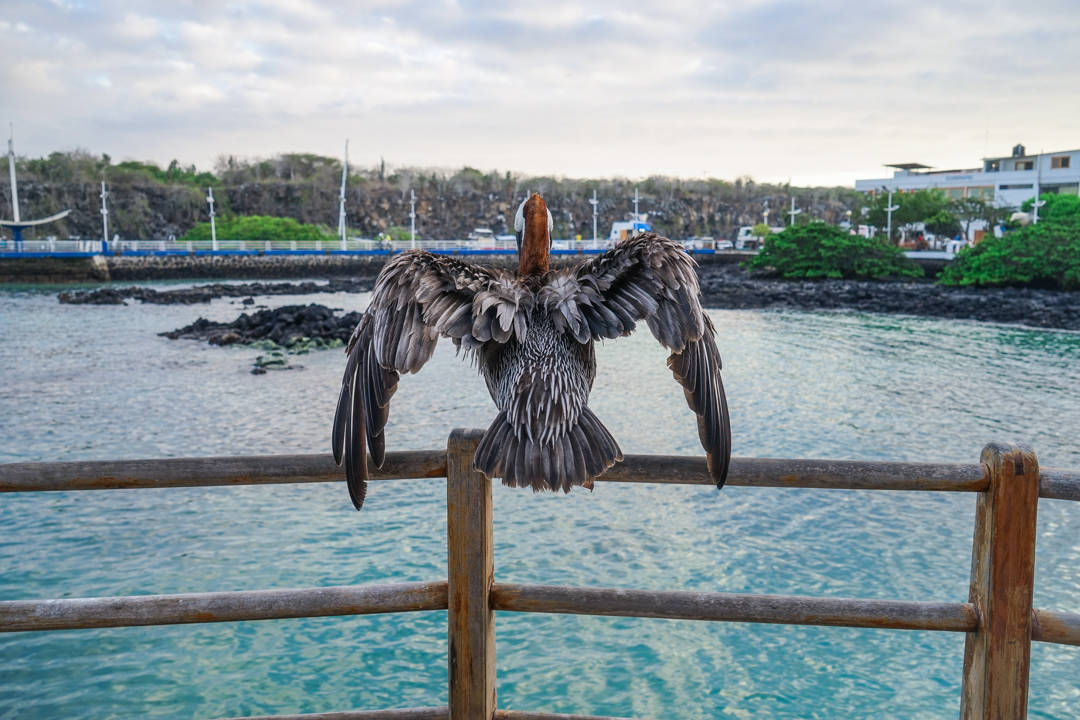 Pelican Galapagos