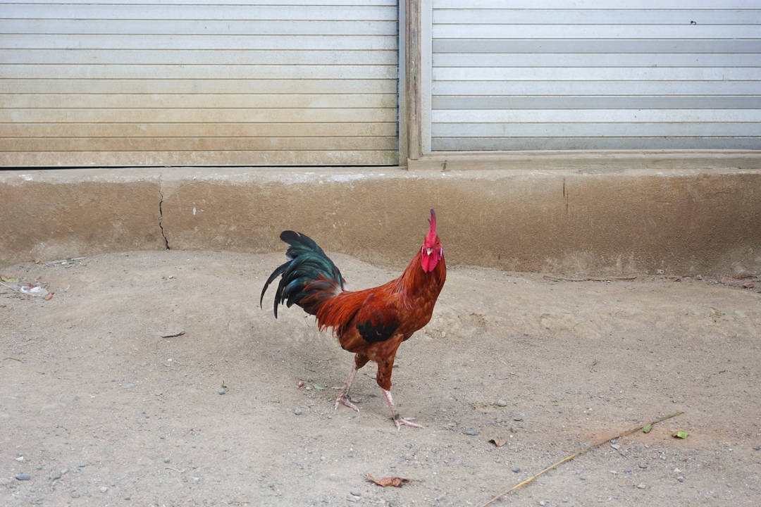 lombok-rooster