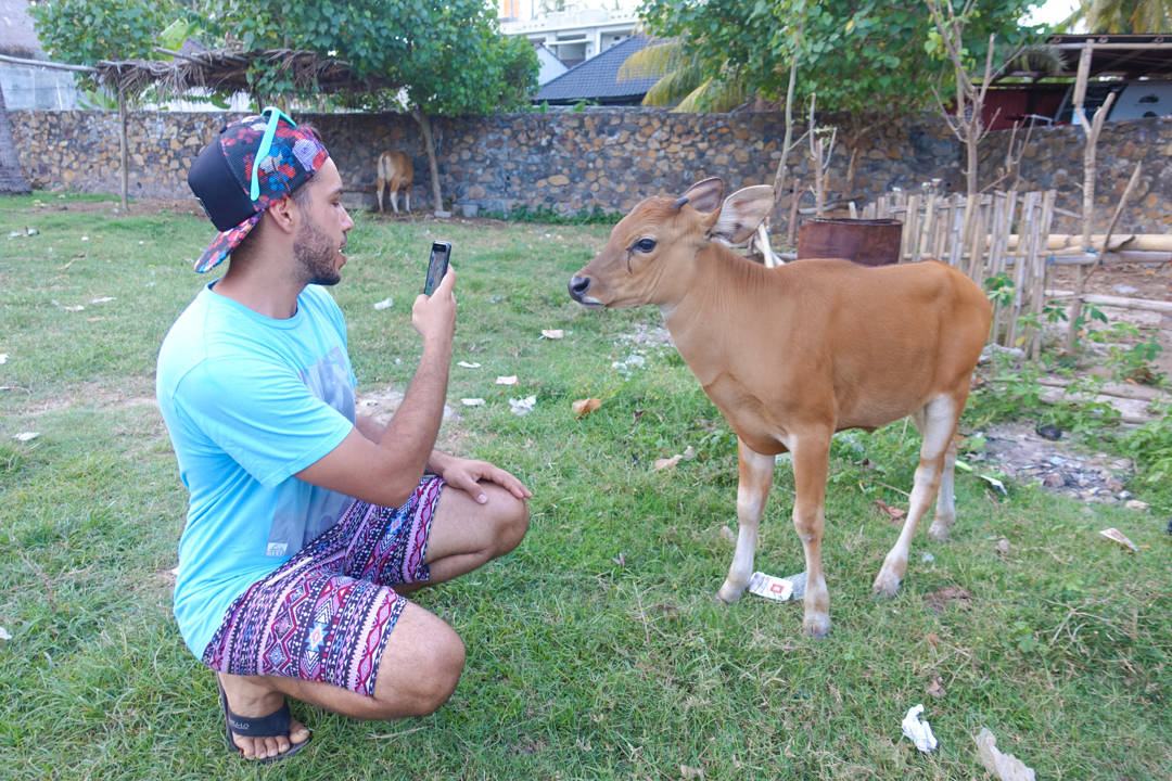 lombok-cow