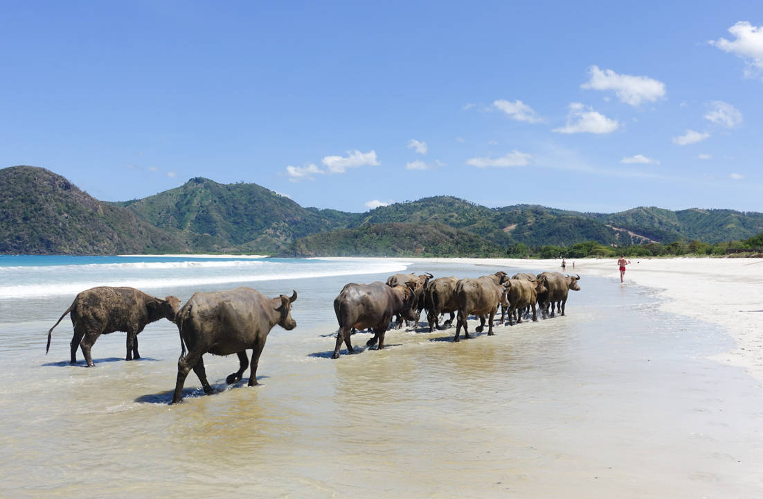 selong-belanak-beach