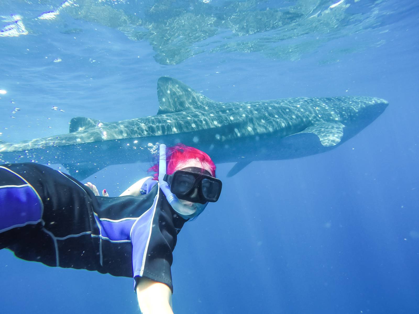 Swimming with Whale Sharks in Mexico