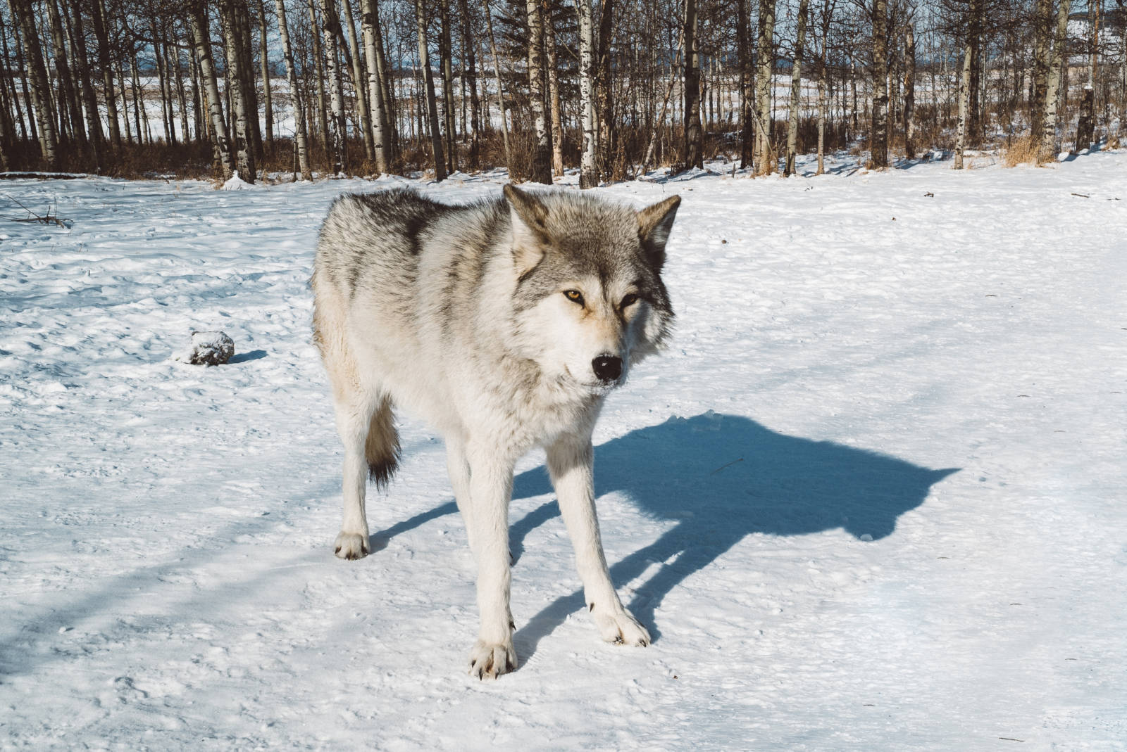 Yamnuksa Wolfdog Sanctuary Alberta Canada