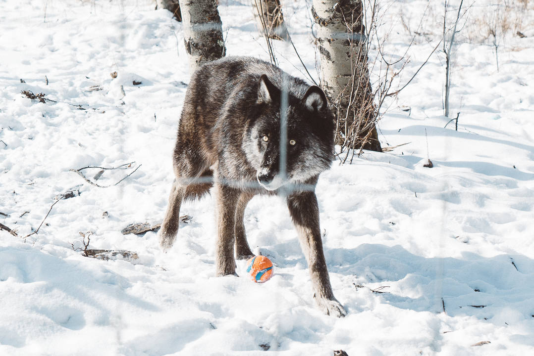 Yamnuksa Wolfdog Sanctuary_3