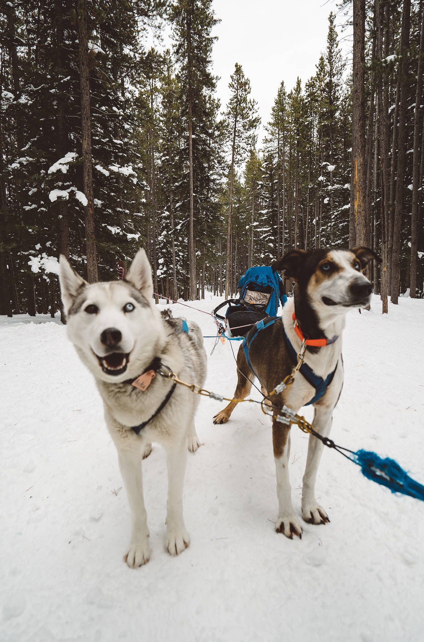 dogsledding in banff alberta