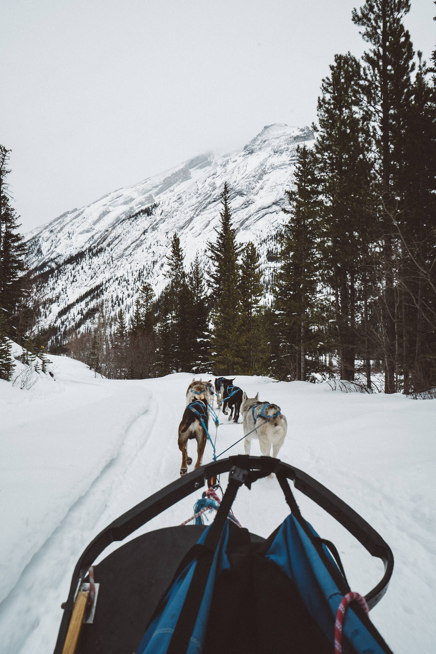 dogsleddingin banff alberta_2