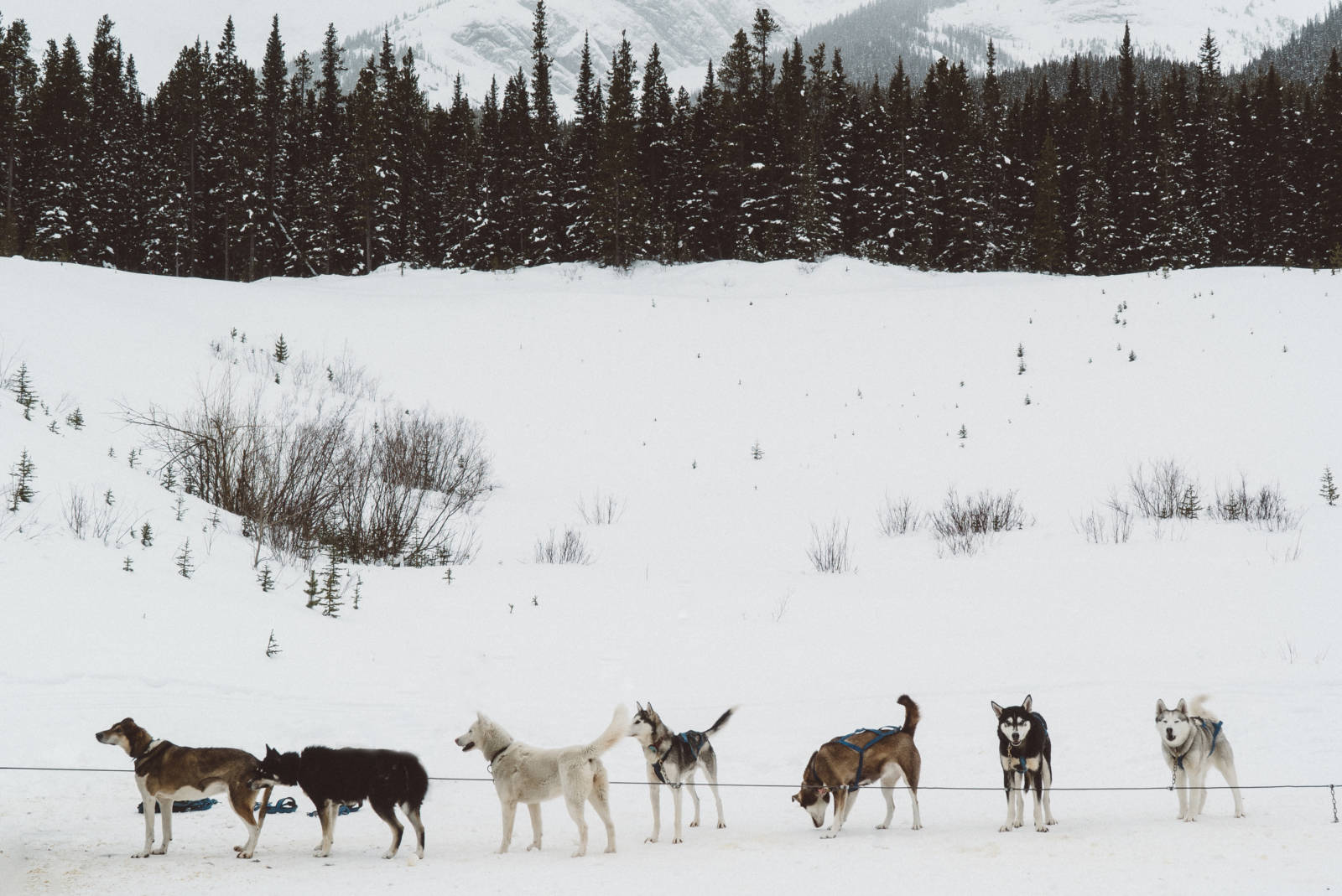 Dogsledding Alberta