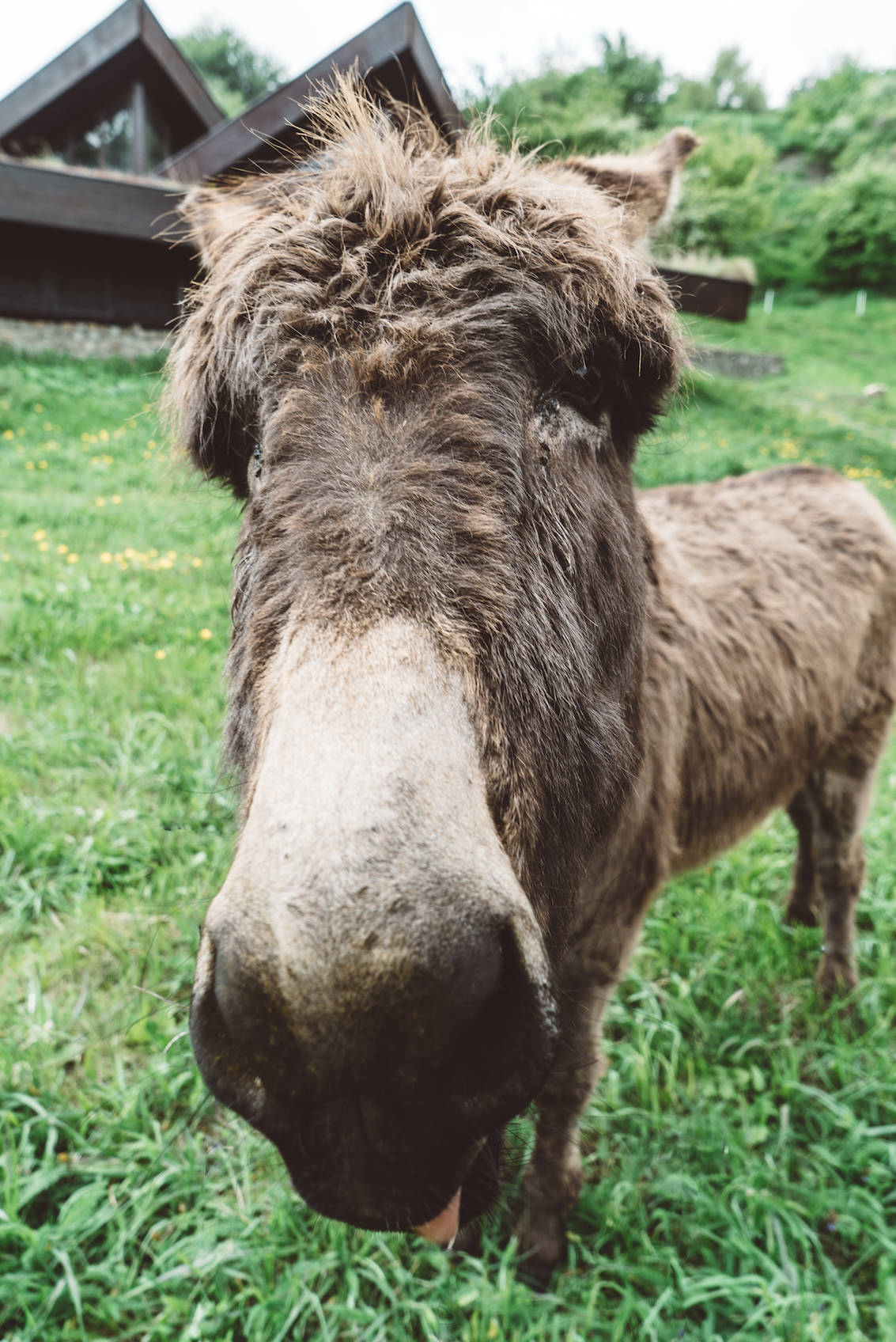 Bratislava Donkey Slovakia