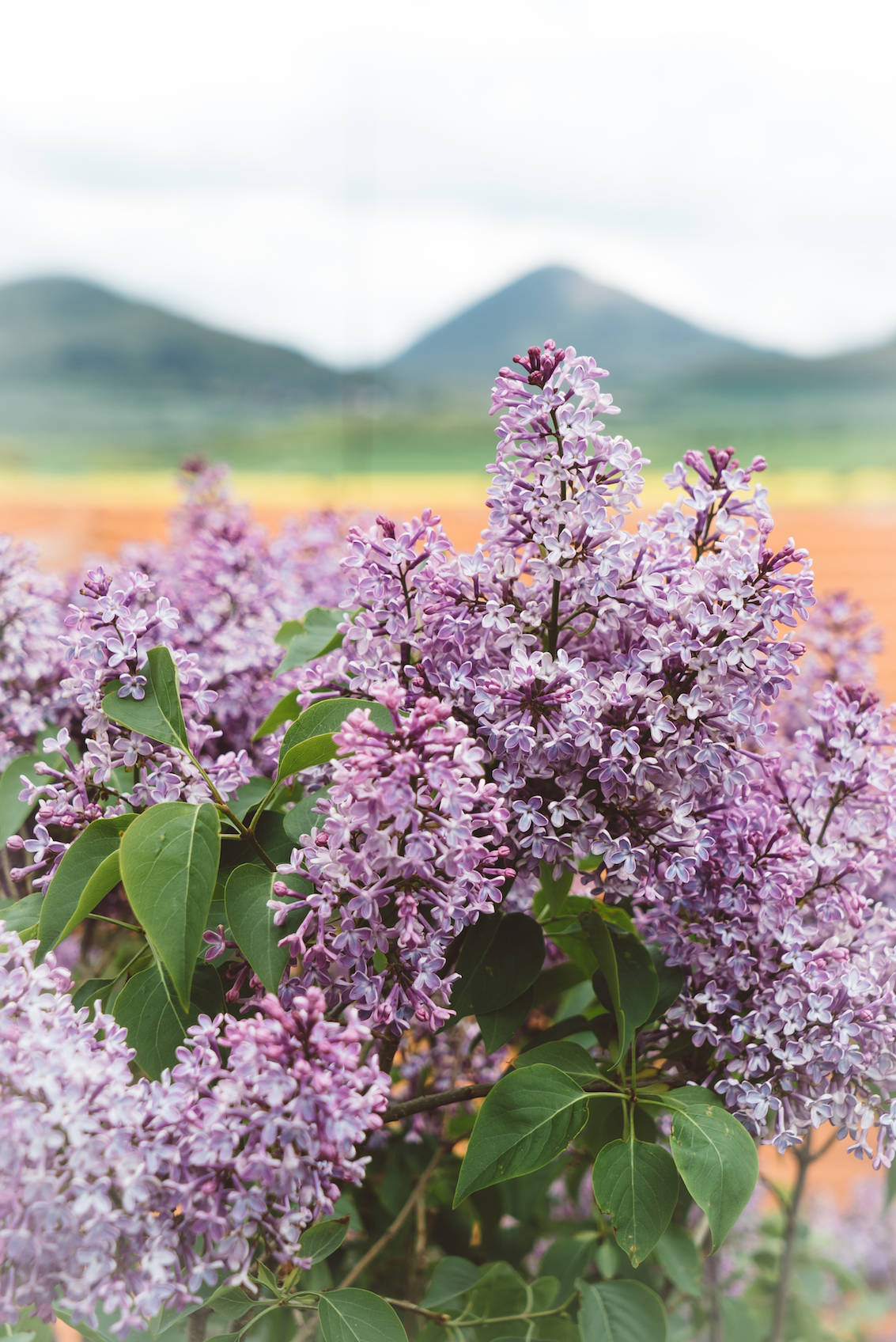 Lilacs Bohemian Highlands Czech Republic