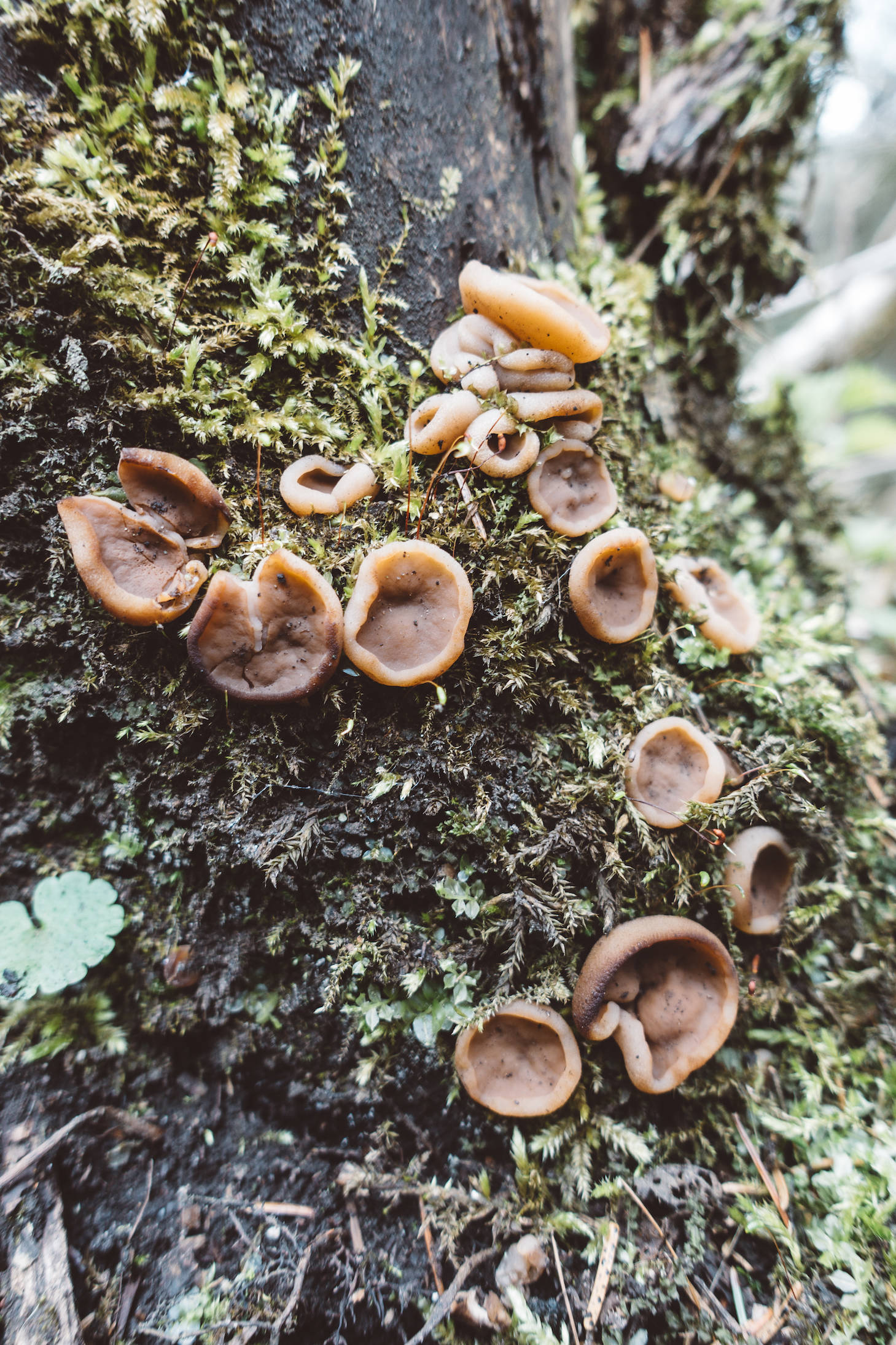 Slovak National Park Mushrooms blog