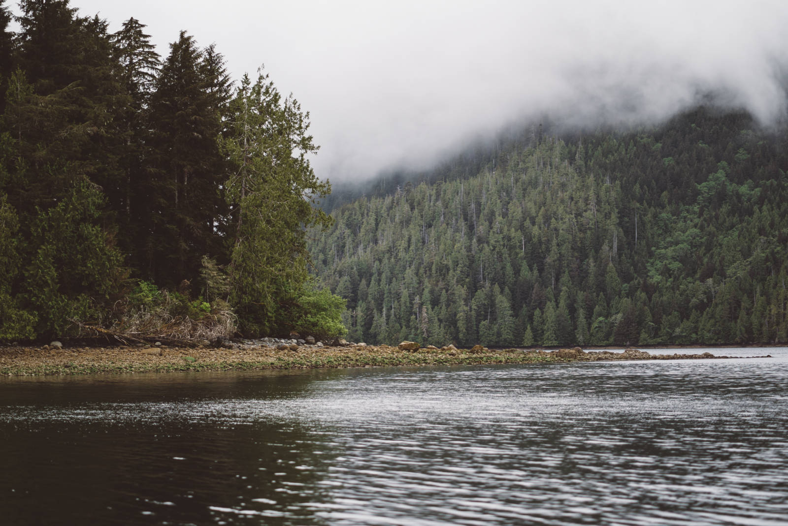 Bear Watching Tofino_13