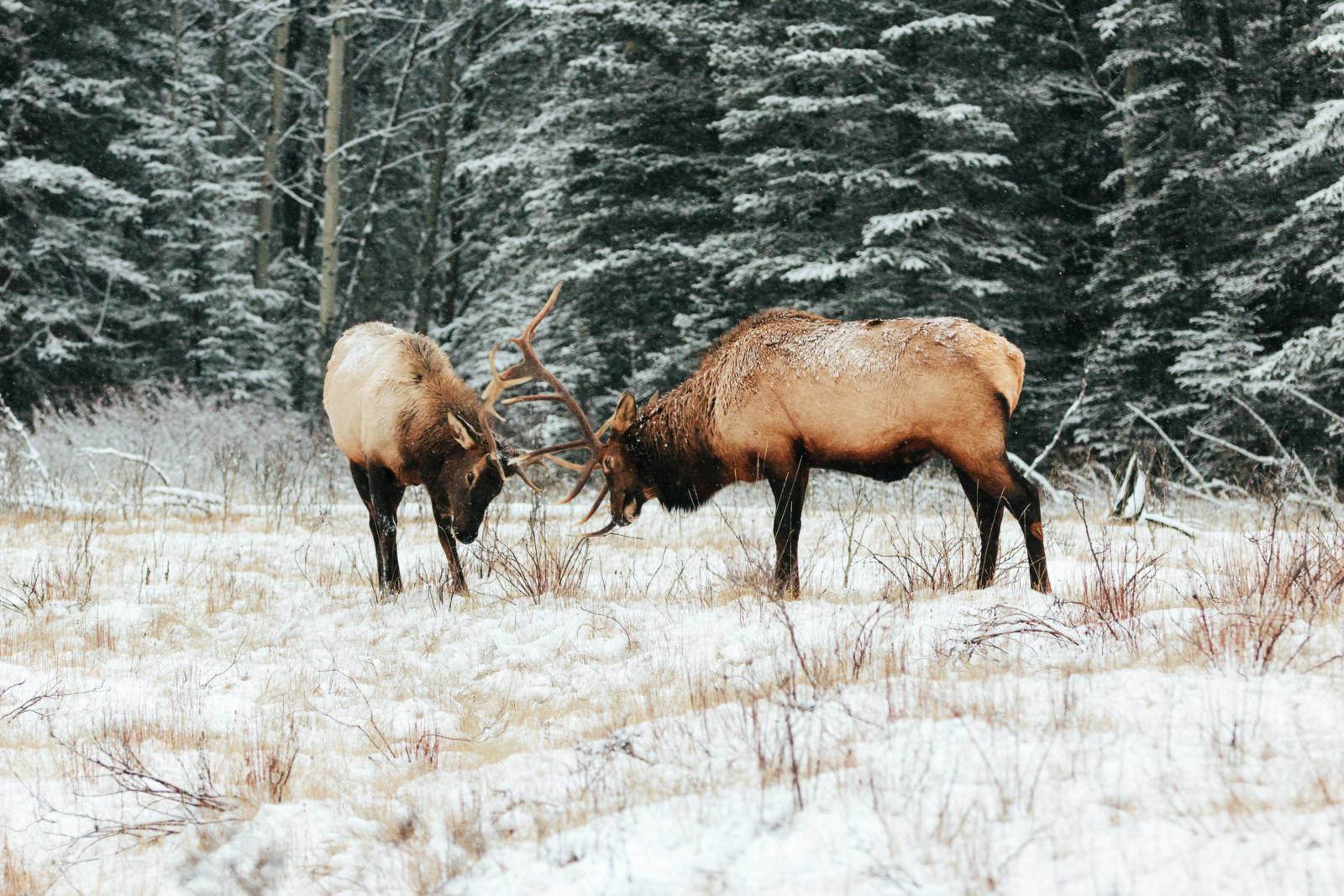 Alberta this winter