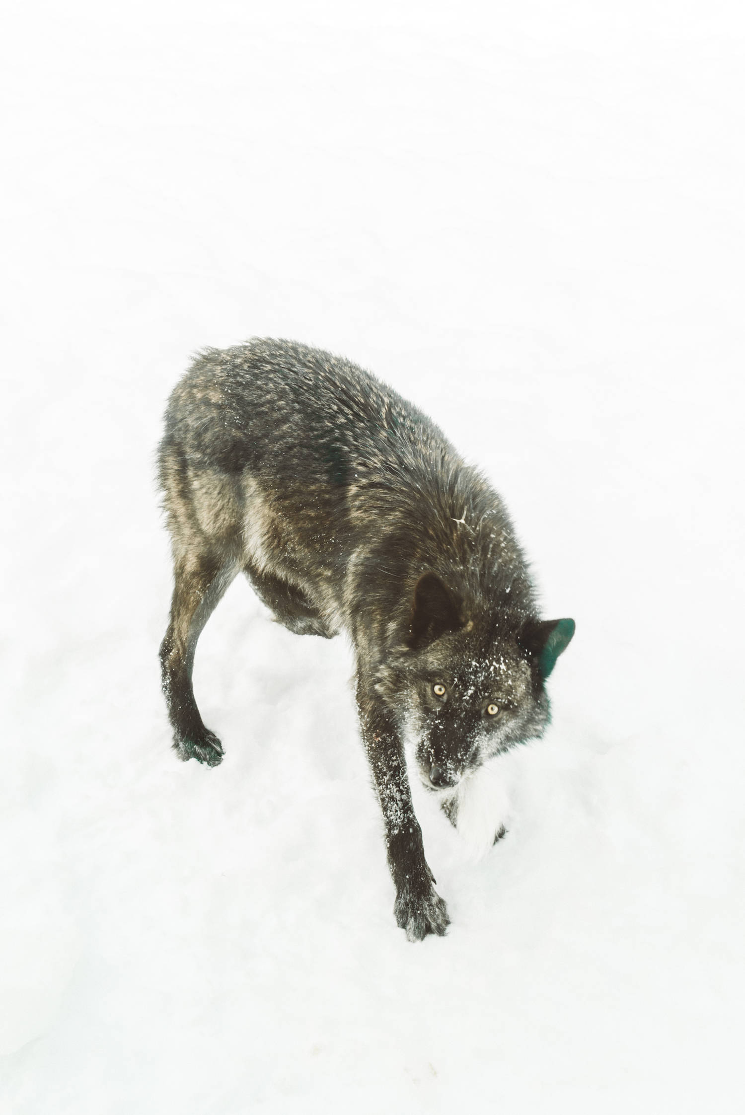 Wild Wolf in Ontario