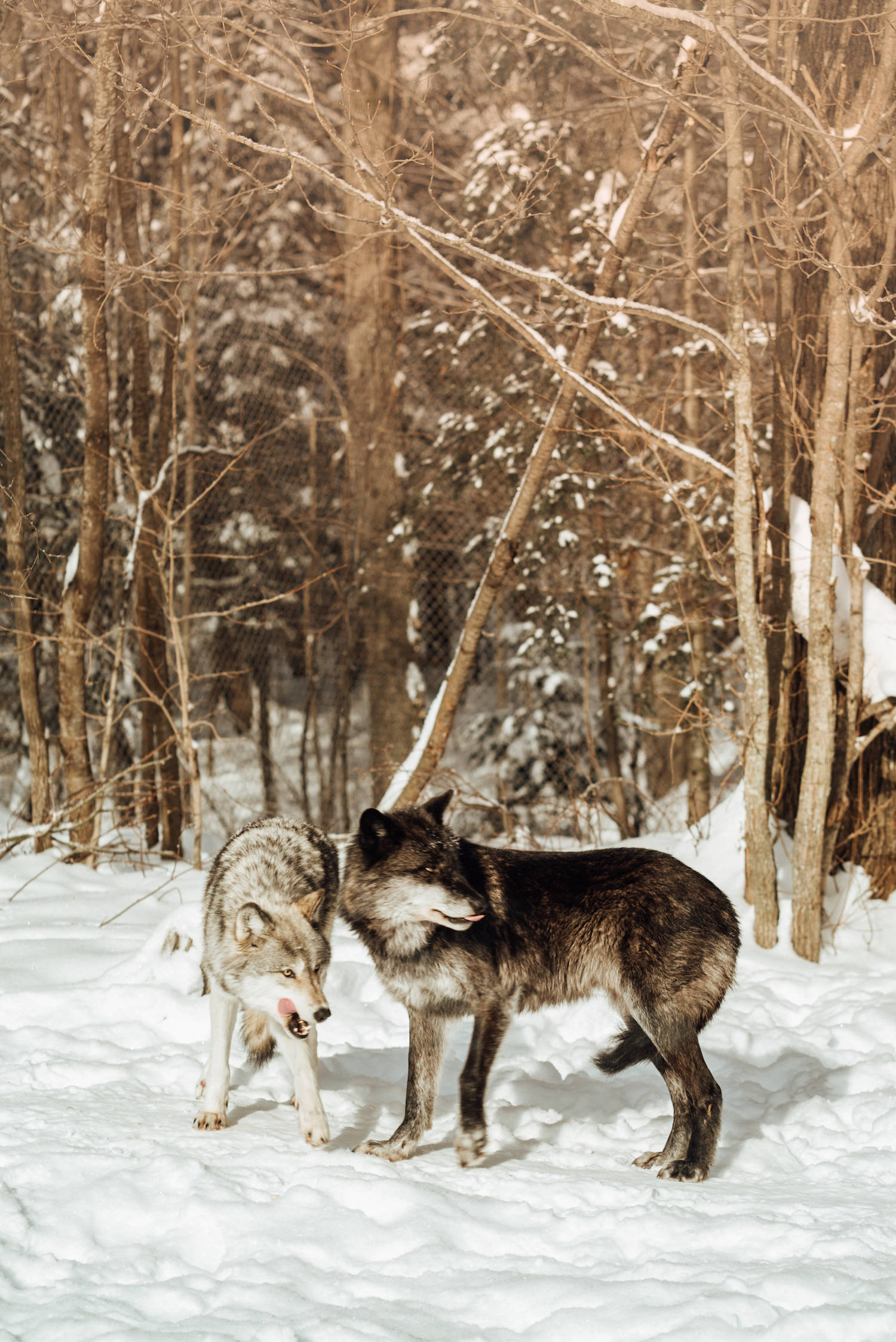 Wild Wolves in Ontario