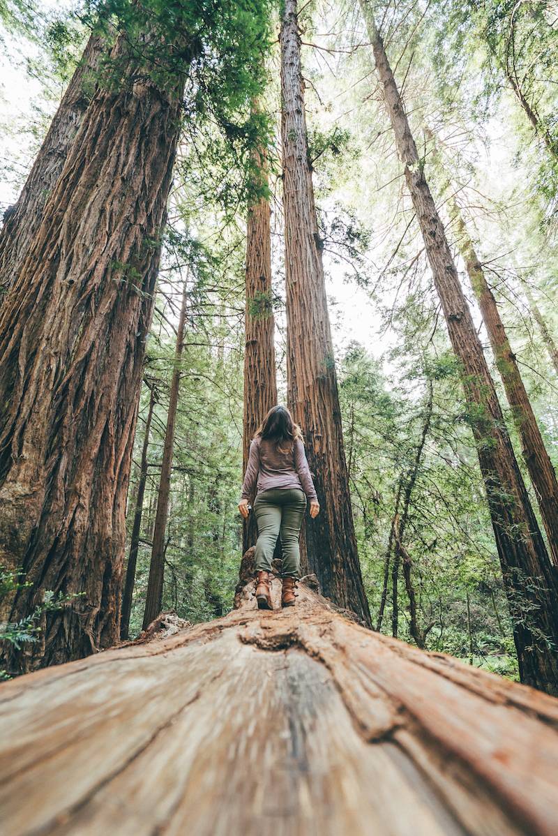 Muir Woods Red Woods San Francisco