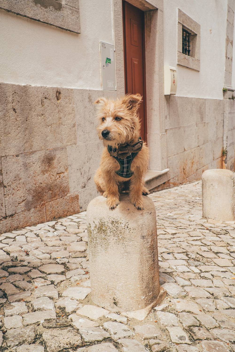 On week in Portugal with a dog