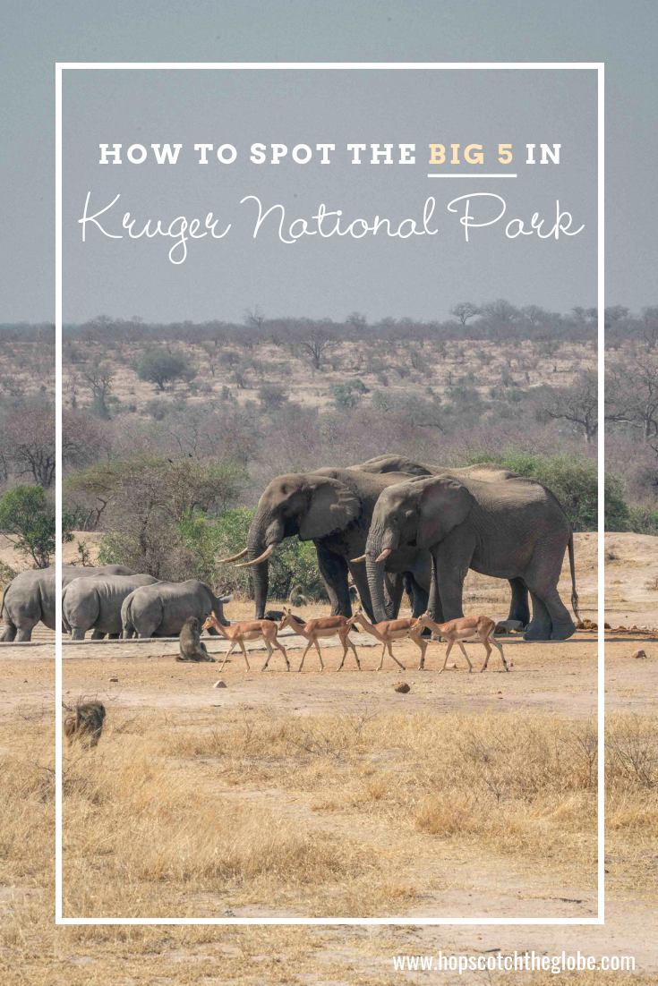 How to spot Kruger National Park animals