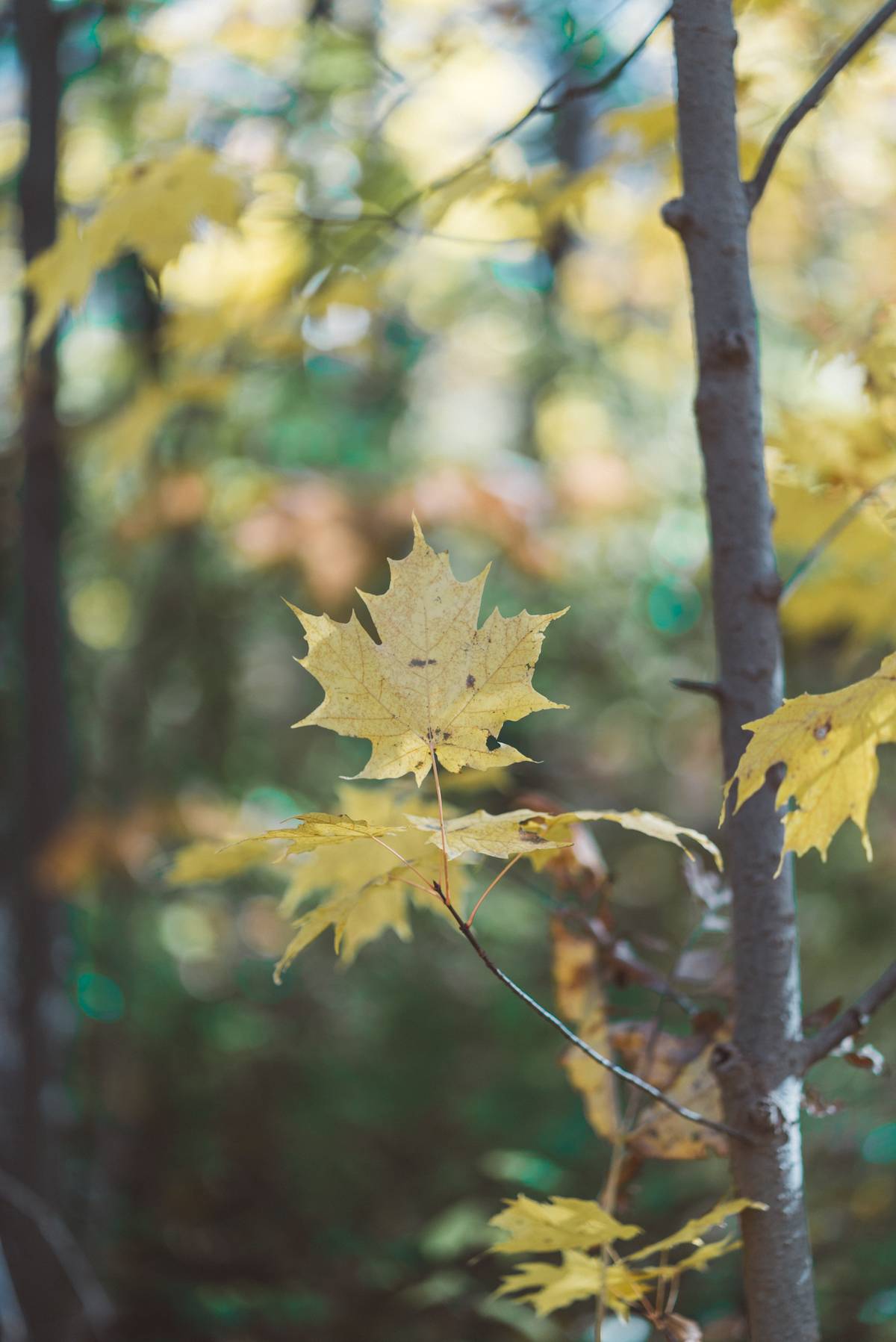 Why You Need to Experience Autumn in Canada