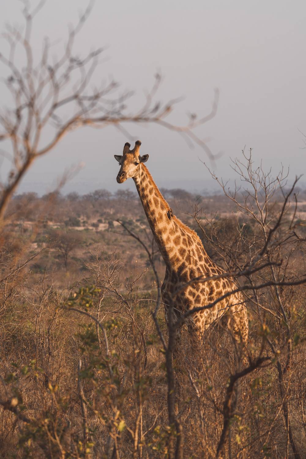 Tall giraffes in kruger national park safari