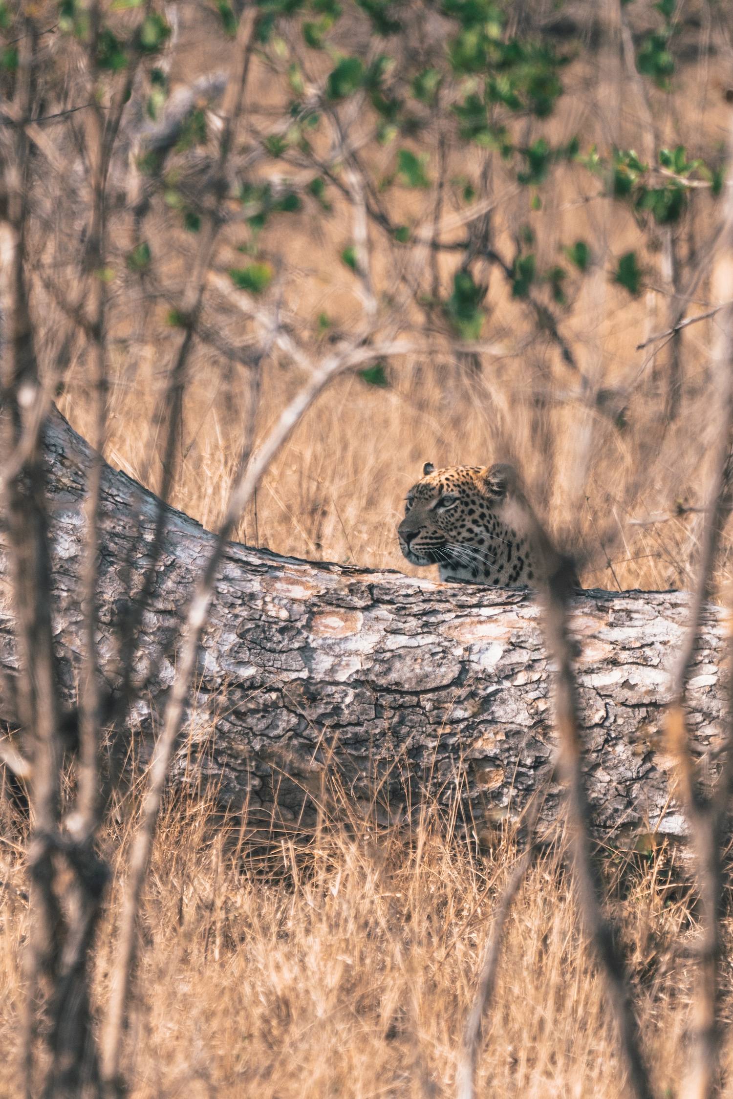 Leopard hiding in kruger national park