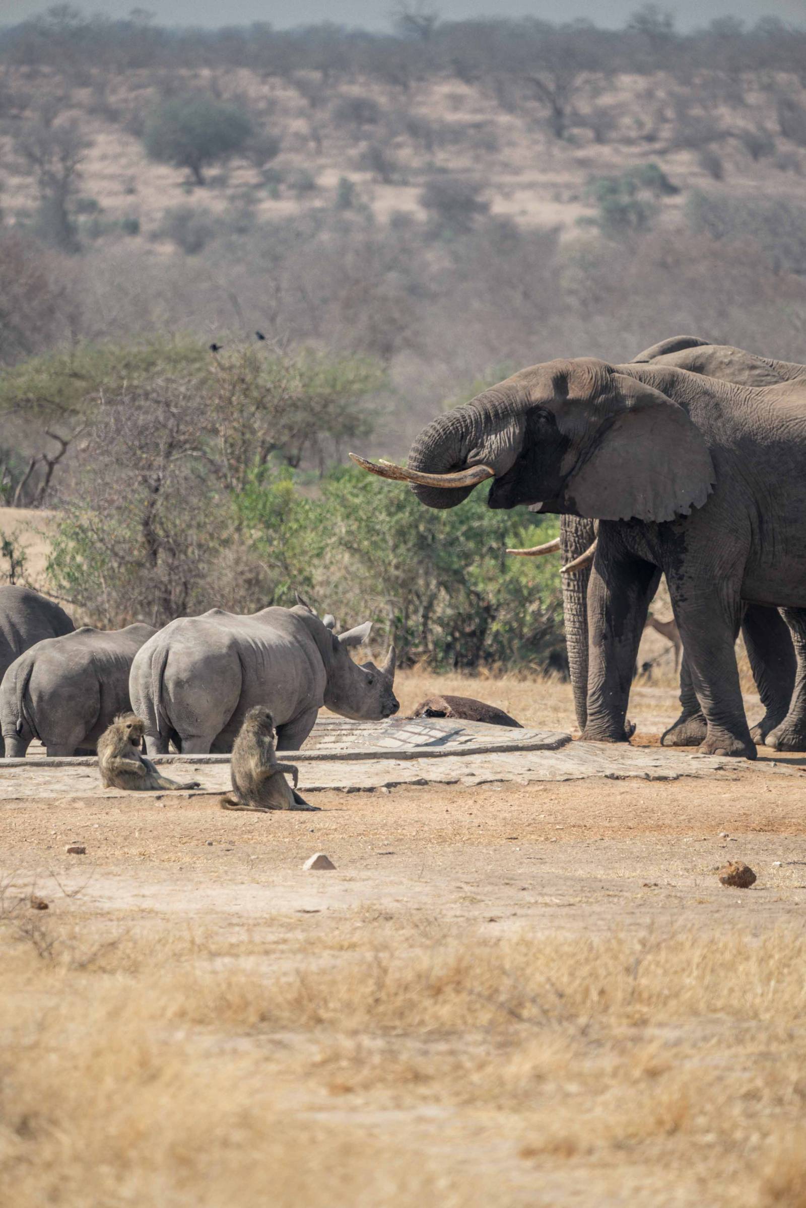 Animals gathering in kruger national park