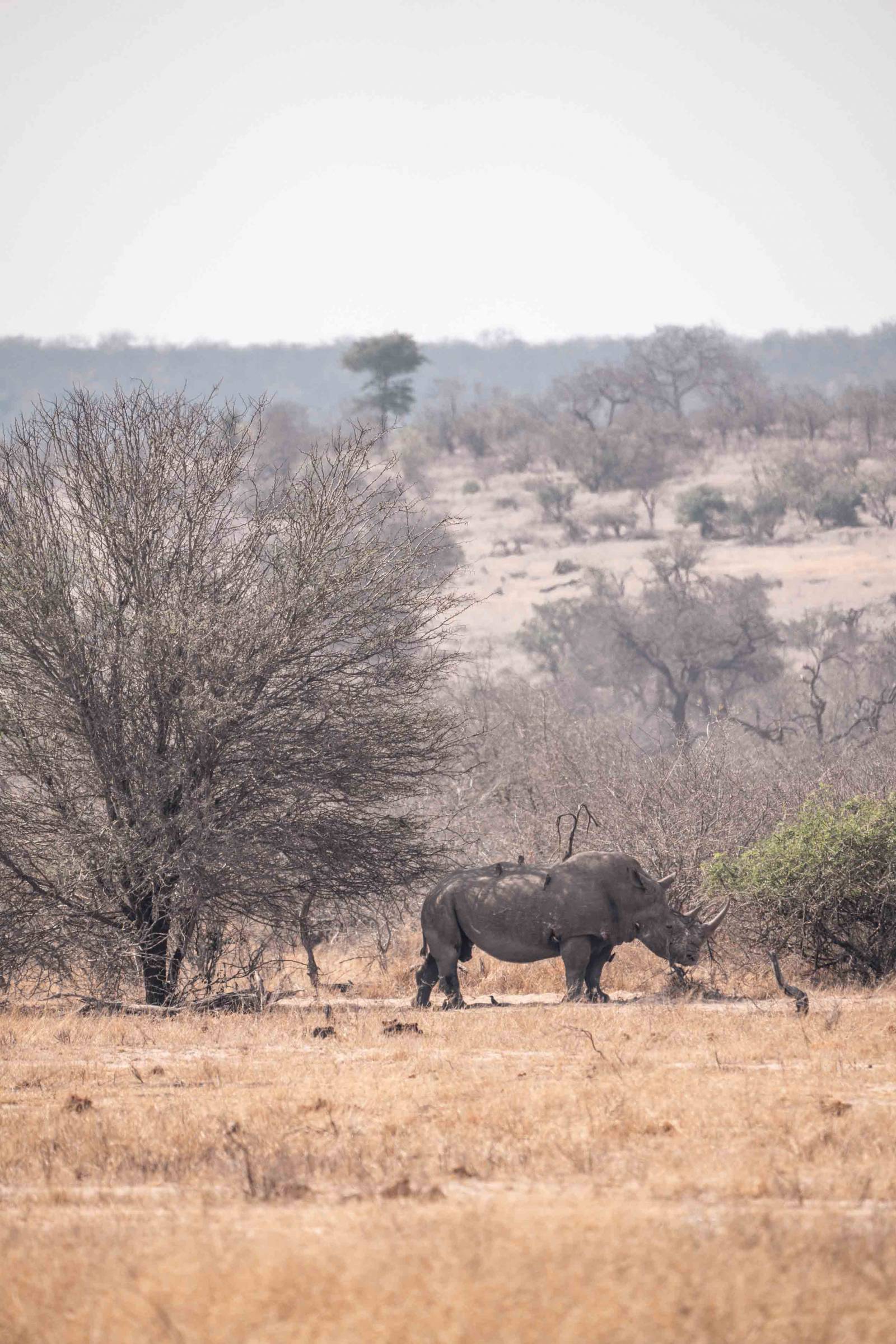 The mighty rhino in kruger national park