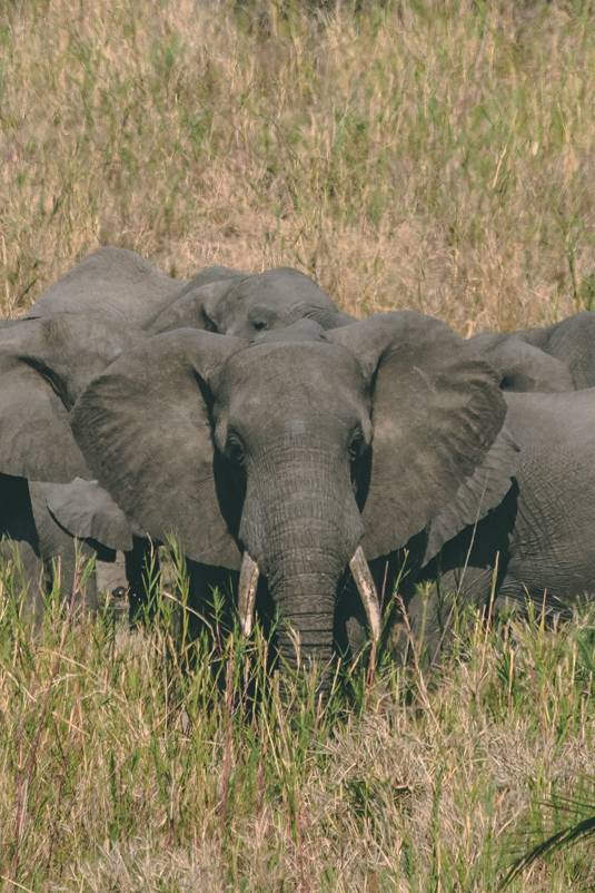 kruger national park elephant big 5