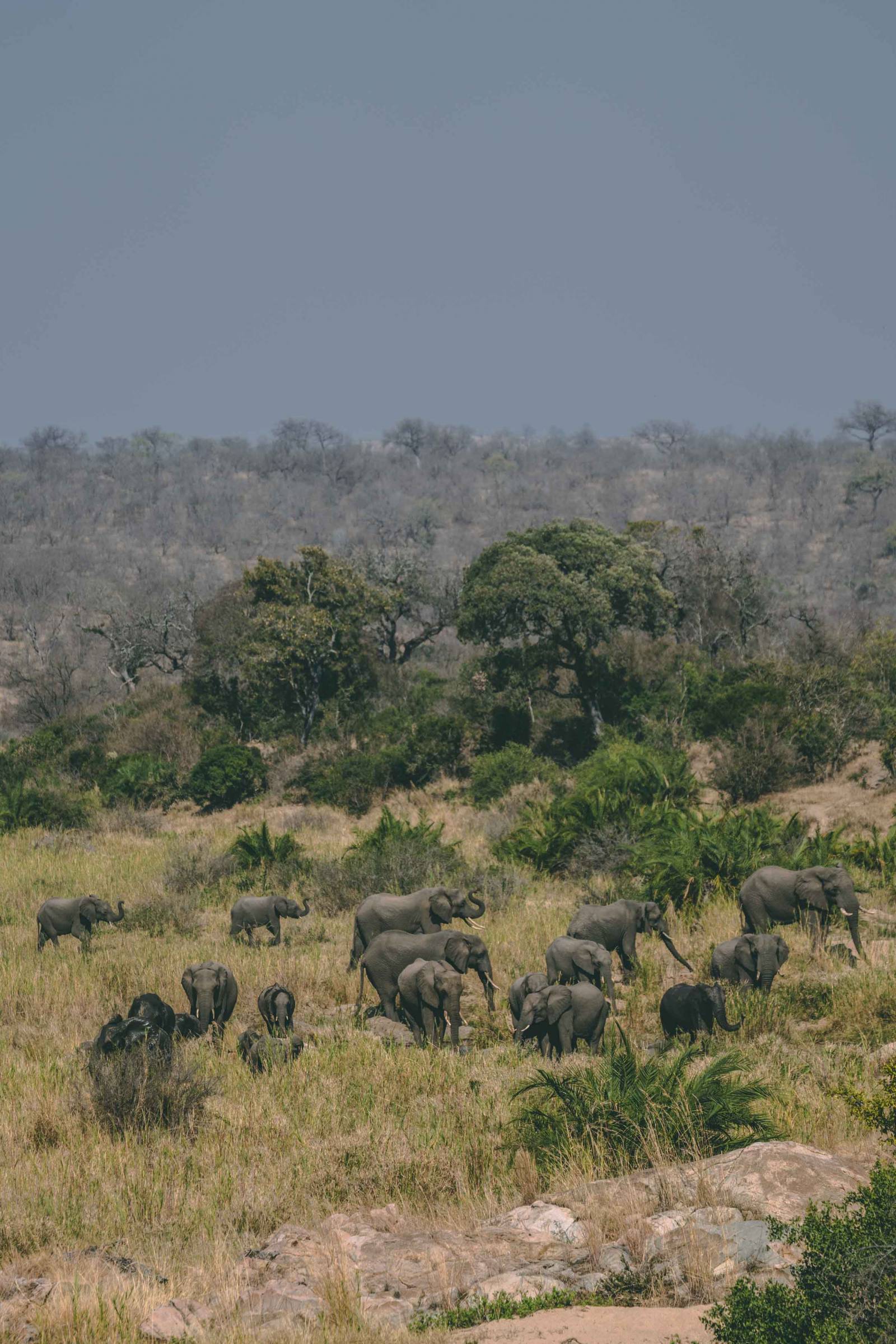 kruger national park elephant big 5