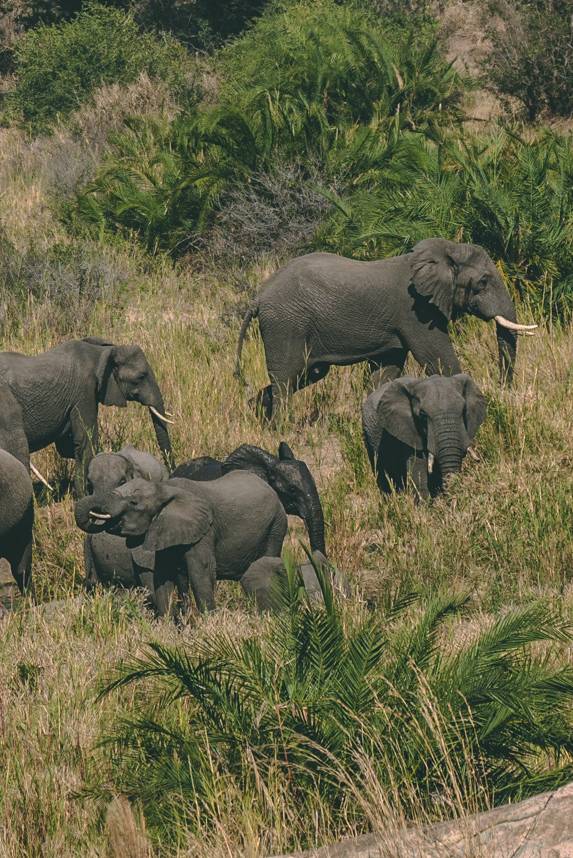 Elephants in Kruger National Park